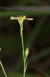 Stiff yellow flax